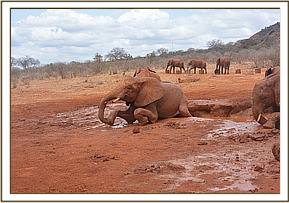 Sinya and her games on the mud bath walls