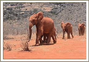 Lesanju and the older herd