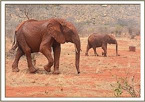 Lempaute leading the others after a bath