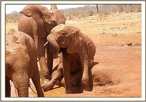 Lesanju at the mudbath with the babies