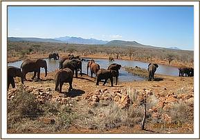 Emily's herd at Mgeno