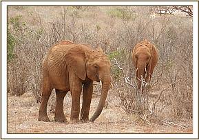 Arruba left and Mudanda