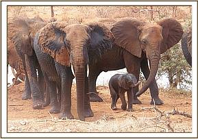 Thoma and Thor with Emily's herd