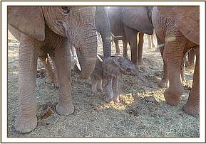 Tiny newborn Siku