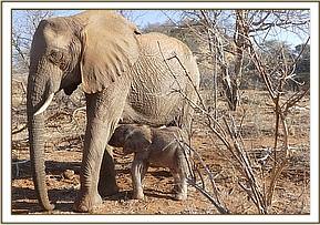 Sunyei and Siku