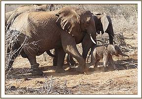 Siku leading Sunyei and Loijuk