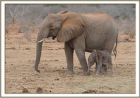 Sunyei with her baby Siku