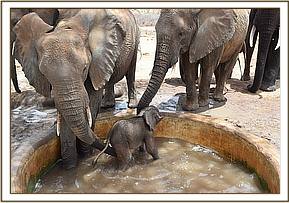 Siku gets into the water trough