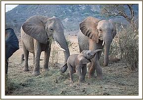 Yatta and her children Yoyo and Yetu