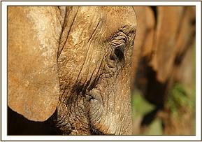 Sinya close up