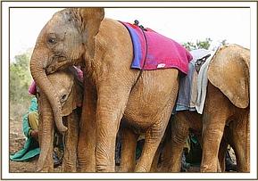 Lesanju gives Dida some attention