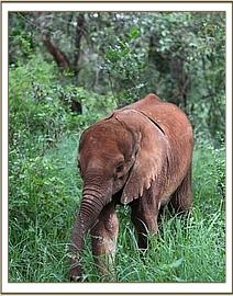 Orwa in the forest