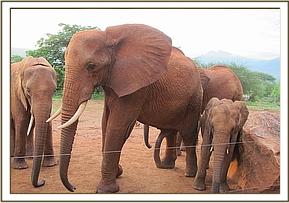 Laikipia blocks Eve from getting to Sweet Sally