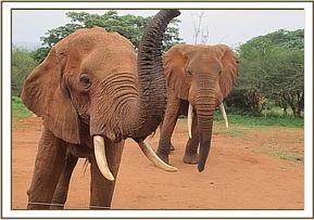 Laikipia and Wild Boy at the Stockade