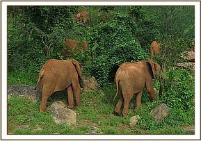 Lesanju heads out early to avoid the ex orphans