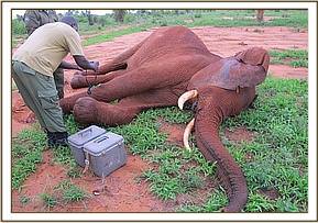 Laikipia immobilized so his wound can be treated