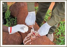 Laikipia's wound