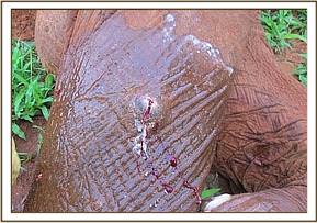 The wound after treatment
