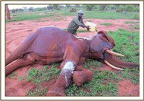 Cooling Laikipia during treatment