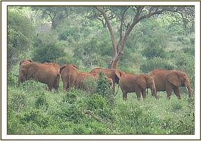 Orphans blocked from approaching Emily's new calf