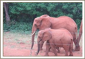 Eve with Emily and her new calf
