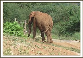 Laikipia leaving the stockade