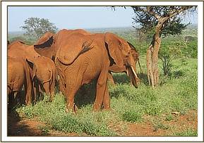Lempaute and the other orphans browsing