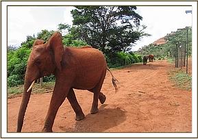 Lesanju walking towards the stockade