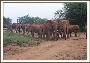 Lesanju and Emily's herd together with Safi