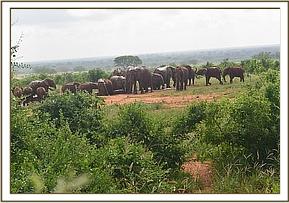 Emily and Lesanju's herd by the stockades