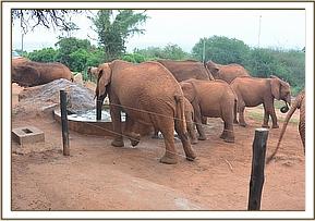 Emily's herd by the stockade water trough