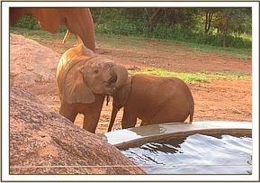 Emma and Safi drinking from the trough