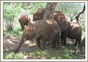 Arruba interacting with the Voi orphans