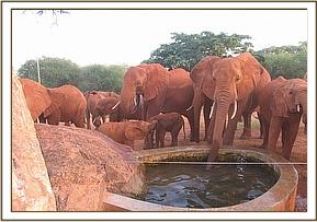 Emily and Lesanju's herd drinking water