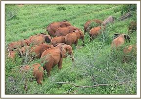 Lesanju and Kenia's herd all browsing together
