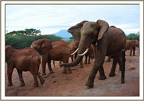 Laikipia arriving in the stockade