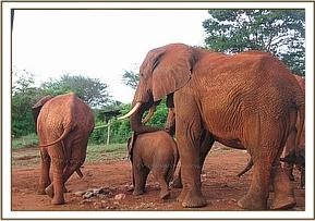 Laikipia putting his trunk on Safi's back