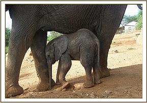 Thor playing with Thoma's feet