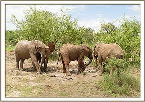Orwa, Shukuru, Kithaka and Garzi mud bathing