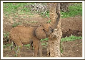 Arruba investigating the contents of a tree hole