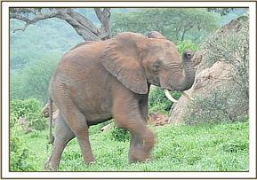 Madiba smelling the area