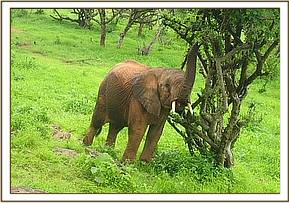 Orwa feeding