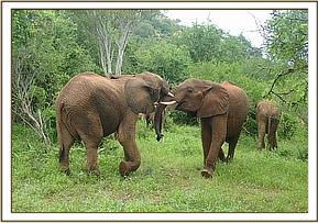 Orwa plays with Kasigau