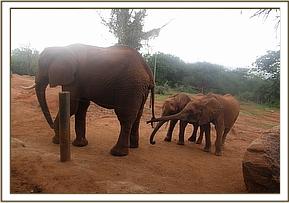 Mbirikani and Ndii getting acquainted to Laikipia