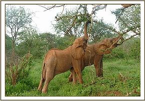 Shukuru and Orwa reaching for high leaves