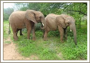 Orwa and Garzi