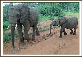 Madiba and Olsekki