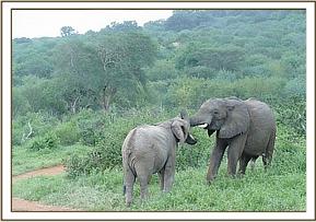 Cheeky Orwa plays with Madiba