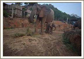 Nasalot and baby Nusu