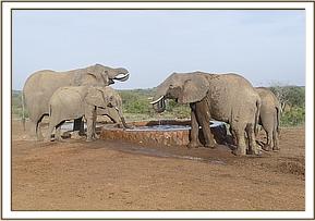 Mulika, Mwende and Chyulu
